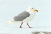 Glaucous gull (Larus hyperboreus)