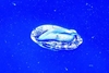 By-the-wind sailor (Velella velella)