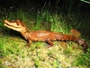 Cuvier's dwarf caiman (Paleosuchus palpebrosus);