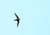 White-collared swift (Streptoprocne zonaris)