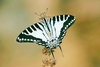 Spot swordtail (Graphium nomius)