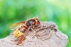 European hornet (Vespa crabro)