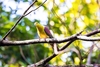 Wedge-tailed green pigeon (Treron sphenurus)