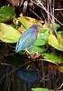 Green heron (Butorides virescens)