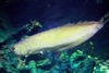 Silver arowana (Osteoglossum bicirrhosum)