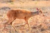 Grey brocket deer (Mazama gouazoubira)