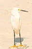 Snowy egret (Egretta thula)