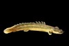 Nile bichir (Polypterus bichir)