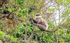 Purple-faced langur (Semnopithecus vetulus)