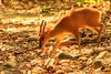 Indian muntjac (Muntiacus muntjak)