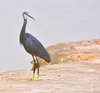 Western reef heron (Egretta gularis)