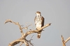 African hawk-eagle (Aquila spilogaster)