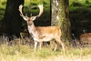 Fallow deer (Dama dama)