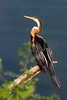 Oriental darter (Anhinga melanogaster)