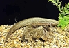 Marbled lungfish (Protopterus aethiopicus)