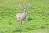 Central Asian red deer (Cervus hanglu)