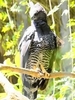 Crested eagle (Morphnus guianensis)