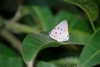 Cambridge blue butterfly (Pseudolycaenas marsyas)