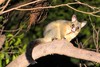 Common brushtail possum (Trichosurus vulpecula)