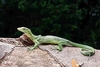 Green tree monitor (Varanus prasinus)