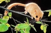 Hazel dormouse (Muscardinus avellanarius)