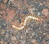 Megarian banded centipede (Scolopendra cingulata)