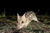 Eastern quoll (Dasyurus viverrinus)