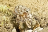 Marbled octopus (Amphioctopus aegina)