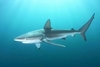 Dusky shark (Carcharhinus obscurus)