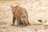 Asian golden cat (Felis temminckii)