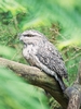 Tawny frogmouth (Podargus strigoides)