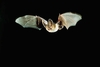 Brown long-eared bat (Plecotus auritus)