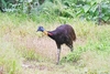 Northern cassowary (Casuarius unappendiculatus)