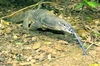 Palawan monitor (Varanus palawanensis)