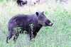 Palawan bearded pig (Sus ahoenobarbus)