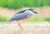 Black-crowned night heron (Nycticorax nycticorax)