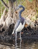 Tricoloured heron (Egretta tricolor)