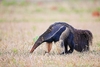 Giant anteater (Myrmecophaga tridactyla)