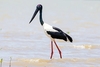 Black-necked stork (Ephippiorhynchus asiaticus)