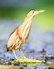 Little bittern (Ixobrychus minutus)