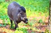 Visayan warty pig (Sus cebifrons)