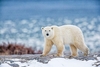 Polar bear (Ursus maritimus)