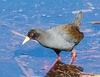 Black crake (Zapornia flavirostra)