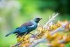 Tui (Prosthemadera novaeseelandiae)