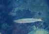 Northern barracuda (Sphyraena borealis)