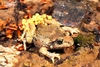 Midwife toad