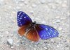 Great blue mime butterfly (Papilio paradoxa)