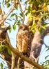 Brown fish owl (Ketupa zeylonensis)