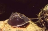 Mangrove horseshoe crab (Carcinoscorpius rotundicauda)