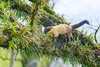 Yellow-throated marten (Martes flavigula)